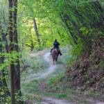 Pferd, Pferde, Ross, cavallo, equino, horse, reiten