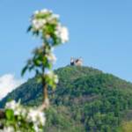 Apfelbaumblüte, Apfelblüte, Leuchtenburg, apple blossom