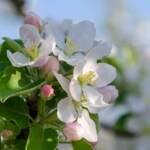 Apfelbaumblüte, Apfelblüte, apple blossom