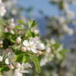 Apfelbaumblüte, Apfelblüte, apple blossom