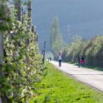 Kalterer See Rundweg