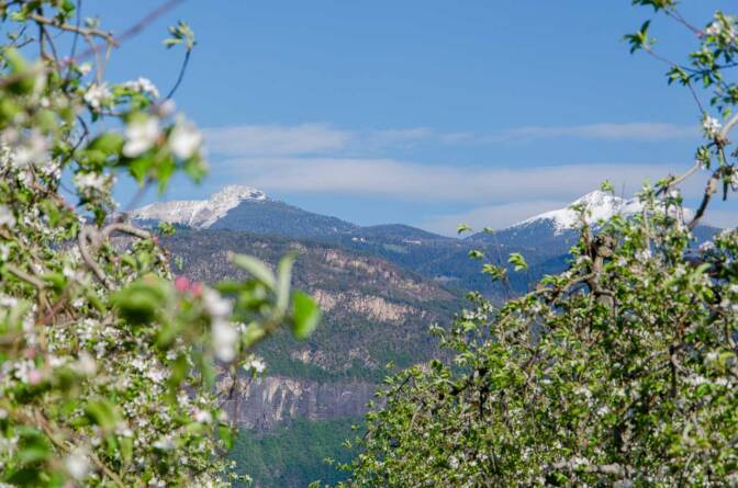 Mitten durch die blühenden Apfelbäume sehen wir hinauf zum Weißhorn.