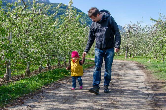 An Papis Hand gemütlich durch die Apfelwiesen spazieren.