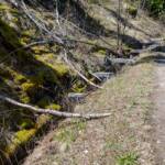 Plurwaalweg, Waalweg