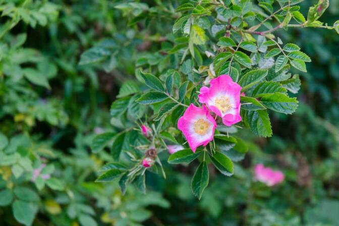 Mitten in der Stadt Edinburgh und doch im Grünen, so ist Schottland