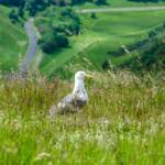 Holyrood Park, Möve