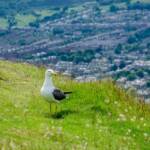 Edinburgh, Holyrood Park, Möve