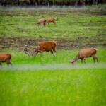 Schottland Highlands, Schottland