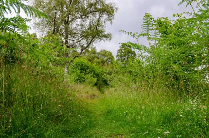 Wanderpfad über Loch Ness im Abriachan Wood