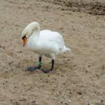 Schwan, Schwan, Vogel, Vögel, Wasservogel, weiß