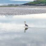 Reiher, Reiher, Vogel, Vögel, Wasser