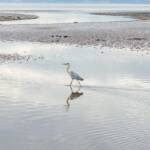 Reiher, Reiher, Vogel, Vögel, Wasser