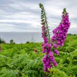 Blume, Blumen, fiore, fiori, lila