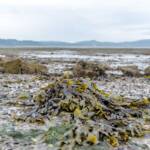 Cramond Island Edinburgh, Cramond, Edinburgh, Großbritannien, Schottland, Seetang, UK, United Kingdom