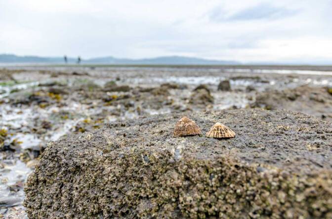Muscheln auf Cramond Island