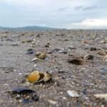 Cramond Island Edinburgh, Cramond, Edinburgh, Meer, Muscheln, Schottland, die See