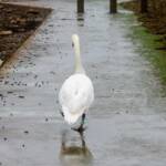 Schwan, Schwan, Vogel, Vögel, Wasser, Wasservogel, weiß