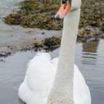 Schwan, Schwan, Vogel, Vögel, Wasser, Wasservogel, weiß