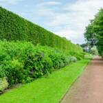 Botanic Garden Edinburgh, Botanik, Botanischer Garten, Edinburgh, Großbritannien, Schottland, UK, United Kingdom, englischer Rasen