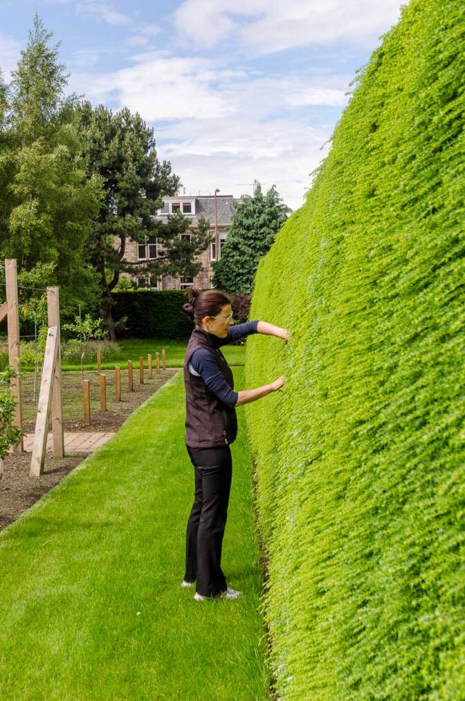 Im Royal Botanic Garden Edinburgh gibt es nicht nur den weltbekannten englischen Rassen, sondern auch richtig undurchdringliche Hecken zu entdecken.