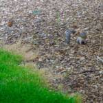 Eichhörnchen in Schottland, Eichhörnchen, Eichkätzchen, Fauna, Schottland, Tiere, flink