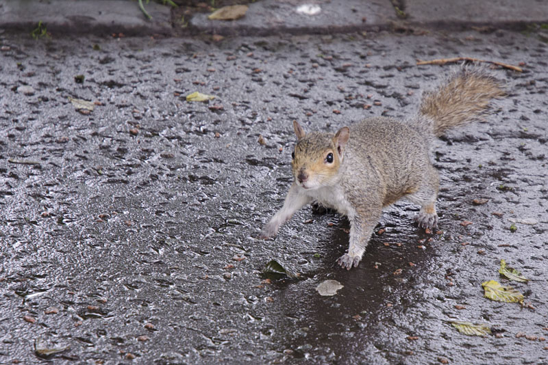Eichhörnchen in Edinburgh
