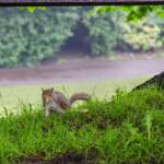Eichhörnchen in Edinburgh, Eichhörnchen, Eichkätzchen, Fauna, Tiere, Wildtier, Wildtiere