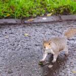 Eichhörnchen in Edinburgh, Eichhörnchen, Eichkätzchen, Fauna, Tiere, Wildtier, Wildtiere