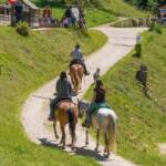 Pferde, Fauna, Pferd, Pferde, Ritt, Ross, Sattel, Tiere, cavallo, equino, horse, reiten