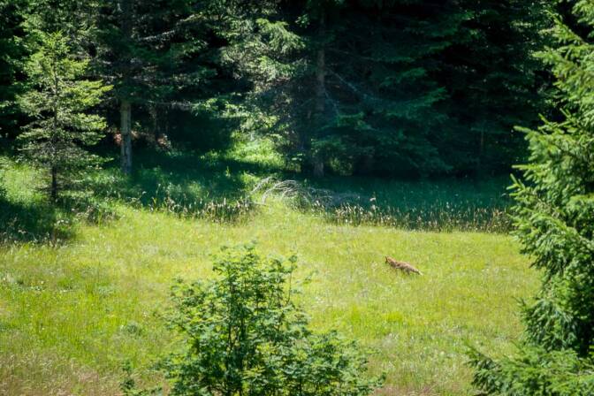 Ein Fuchs – fast zum Greifen nah.