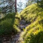 Steig in der Sonne, Licht, Pfad, Sonne, Steig, path