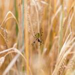 Argiope bruennich, Spinne, Tiere, Insekt, Wespenspinne, Zebraspinne, Seidenbandspinne