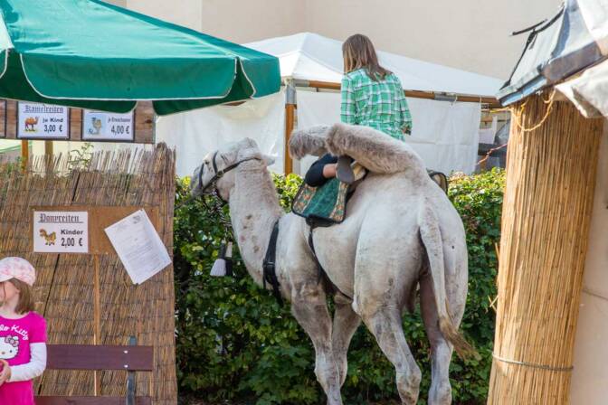 Kamel in Bayern