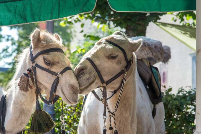 Kamel und Dromedar beim mittelalterlichen Fest Schongauer Sommer
