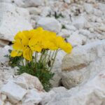 Bergblumen, Dolomiten, Palagruppe, Pale, Pale di San Martino, Primierotal, TN, Trentino, Valle di Primiero