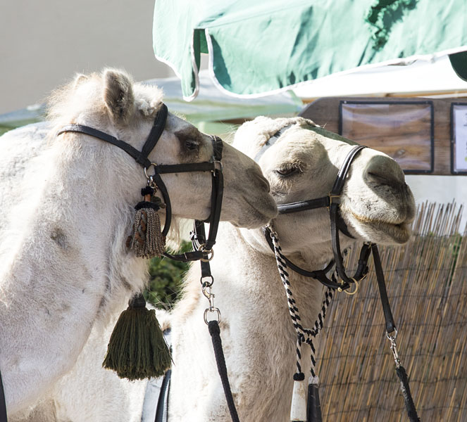 Kamel und Dromedar