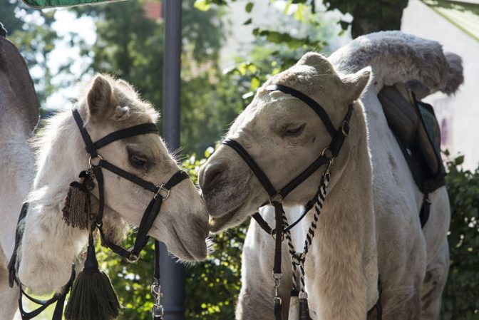 Kamel und Dromedar beim mittelalterlichen Fest Schongauer Sommer