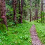 Fondo, Novella, Pfad, Sentiero del Mondino, Steig, path