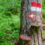 Fondo, Markierung, Novella, Pilz, Pilze, Sentiero del Mondino, Wanderwegweiser, Wegweiser, funghi, fungi, fungus, mushroom