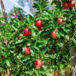 Apfel, IT, Italia, Italien, Italy, Mele della Val di Non, Melinda, Nonsberg, Nonstal, Val di Non, Valle di Non, Äpfel