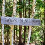 Dossi di Segonzano, TN, Trentino, Wald, wandern