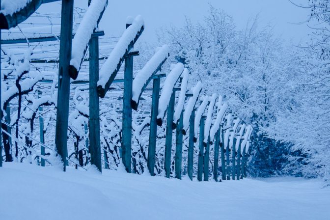 Winter in Südtirol, wandern durch eingeschneiten Reblandschaften