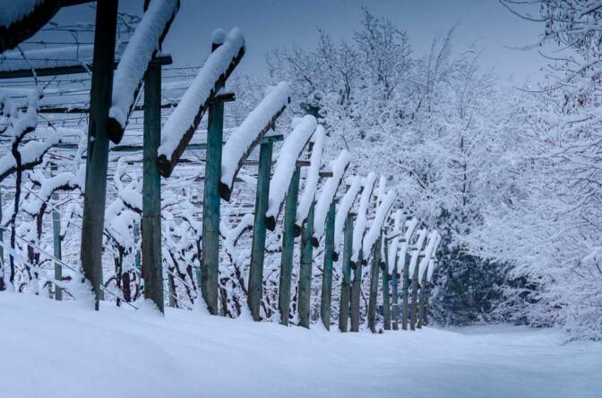 Winter in Südtirol, wandern durch eingeschneiten Reblandschaften