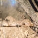 Biotop Kalterer See, Schilf, Schilfgras, Schilfrohr