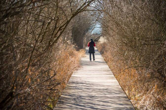 Steg im Biotop am Kalterer See