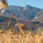 Blick zum Altenburger Kirchlein, Röhricht, Schilf, Schilfrohr