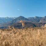 Tramin-Kalterer See, Mendelgebirge, Mendelkamm, Röhricht, Schilf, Schilfrohr, catena della Mendola