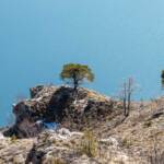 Gardasee, Baum, Bäume, Frühjahr, Frühling, Gardameer, Gardasee, Wasser, albero, tree
