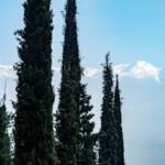 Zypressen Limone sul Garda, Gardaseeberge, Lago di Garda, Zypresse, Zypressen, cipresso, cypress, hoch, schlank, weiße Gipfel