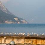 Am Gardasee bei Limone sul Garda, Gardameer, Gardasee, Limone, Limone al Garda, Limone sul Garda, Möven, Seevögel, Wasser